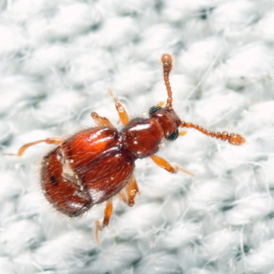 Decarthron velutinum