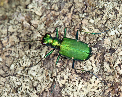 Six-spotted Tiger Beetle - Cicindela sexguttata