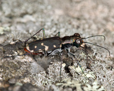Eastern Red-bellied Tiger Beetle - Cicindelidia rufiventris hentzii