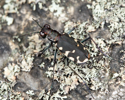 Eastern Red-bellied Tiger Beetle - Cicindelidia rufiventris hentzii