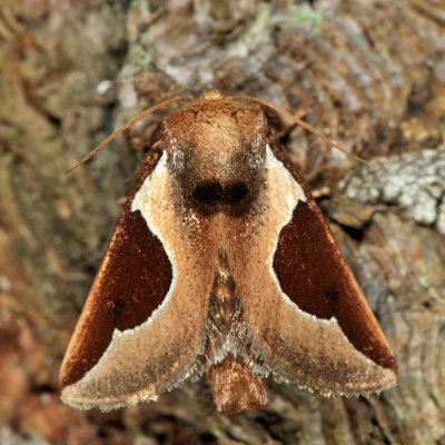 4671 - Skiff Moth - Prolimacodes badia