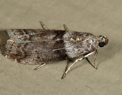 5787 - Lesser Aspen Webworm Moth - Meroptera pravella