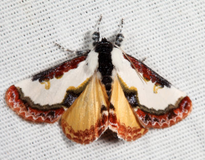 9299 - Pearly Wood-Nymph - Eudryas unio