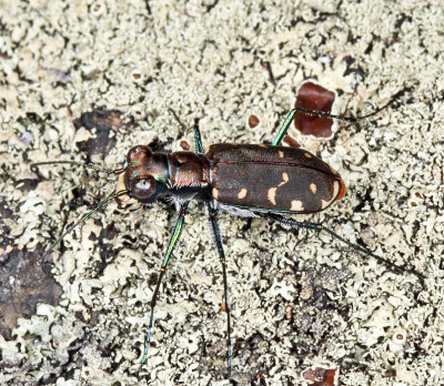 Eastern Red-bellied Tiger Beetle - Cicindelidia rufiventris hentzii