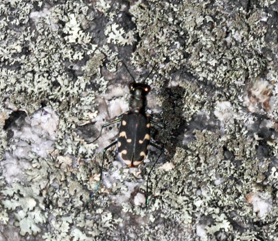 Eastern Red-bellied Tiger Beetle - Cicindelidia rufiventris hentzii