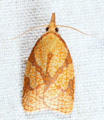 3720 - Reticulated Fruitworm Moth - Cenopis reticulatana