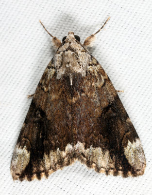 8876 – Little Nymph Underwing – Catocala micronympha