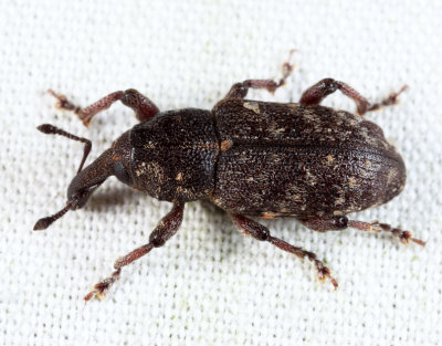 Pales Weevil - Hylobius pales