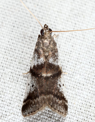 5651 - Leaf Crumpler Moth - Acrobasis indigenella