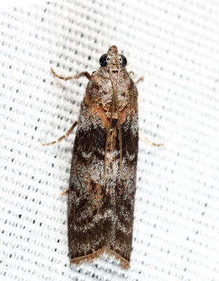 5796 - Locust Leafroller - Sciota subcaesiella