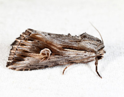 9582 - Gray Half-Spot - Nedra ramosula