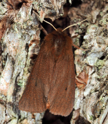 8156 - Ruby Tiger Moth - Phragmatobia fuliginosa