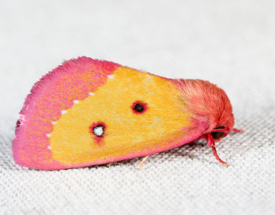 11055 – Pink Star Moth – Derrima stellata