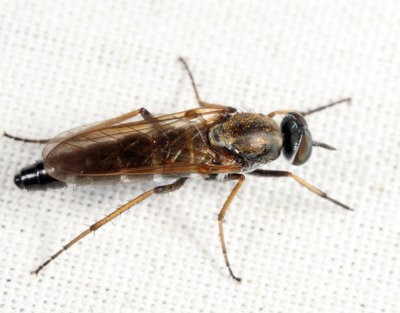 Ozodiceromyia sp.