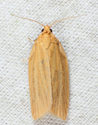 3684 - Clemens' Clepsis Moth - Clepsis clemensiana