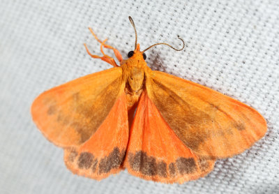 8121 - Orange Virbia - Virbia aurantiaca