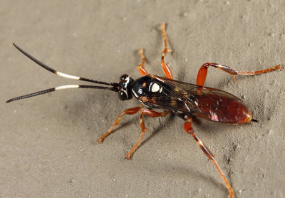 Cratichneumon subfilatus