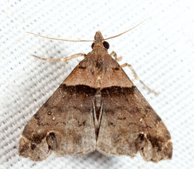 8393 - Ambiguous Moth - Lascoria ambigualis