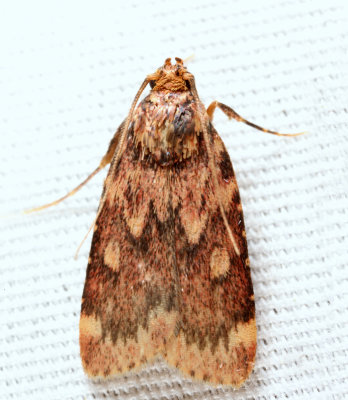 5518 - Grease Moth - Aglossa cuprina