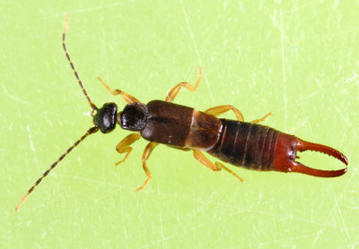 Lesser Earwig - Labia minor