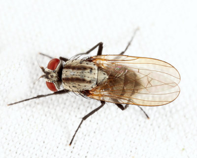 Anthomyia oculifera (female)