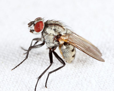 Anthomyia oculifera (female)