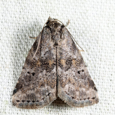 9035 - White-lined Graylet - Hyperstrotia nana