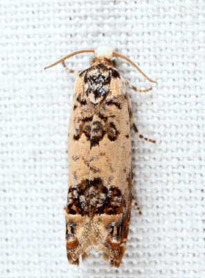 2951 - Eucosma ornatula