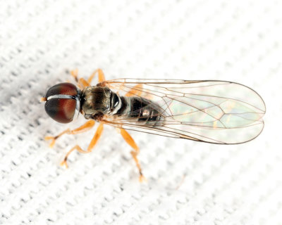 Big-headed Fly - Pipunculidae