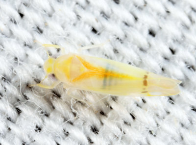 Ossiannilssonola australis