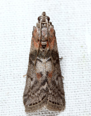 5796 - Locust Leafroller - Sciota subcaesiella