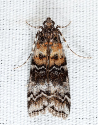 5852 - Zimmerman Pine Moth - Dioryctria zimmermani