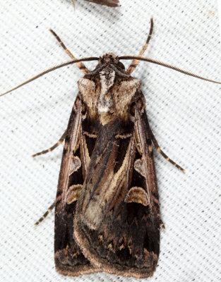 10675 - Tricose Dart - Feltia tricosa