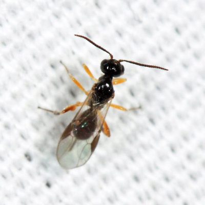 Braconid Wasps - subfamily Brachistinae