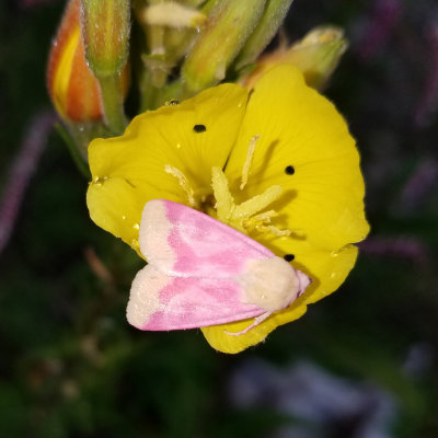 11164 - Primrose Moth - Schinia florida