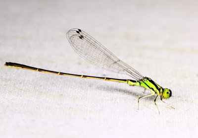 Fragile Forktail - Ischnura posita