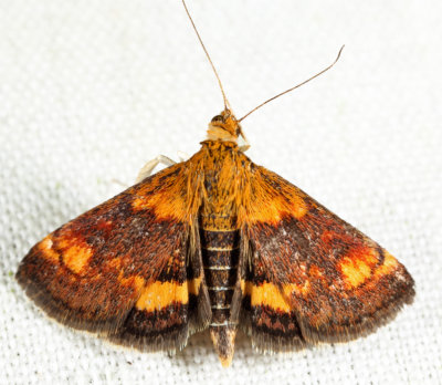 5058 - Orange Mint Moth - Pyrausta orphisalis