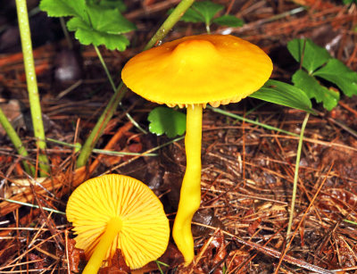  Orange Gilled Waxcap - Humidicutis marginata 