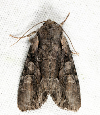 10299 - Speckled Cutworm - Lacanobia subjuncta