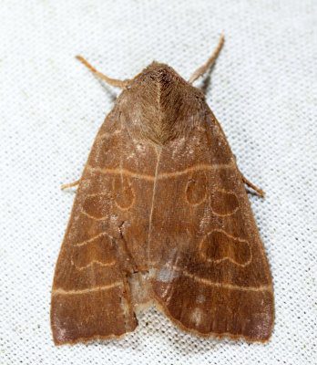 9555 - Even-lined Sallow - Ipimorpha pleonectusa