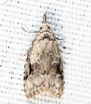 2315 - Currant Fruitworm - Carposina fernaldana