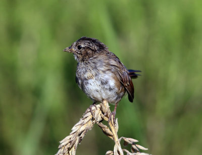 Swamp Sparrow - Melospiza georgiana