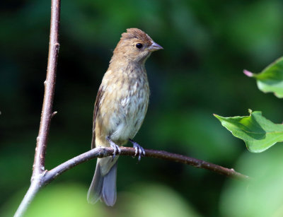 Indigo Bunting - Passerina cyanea
