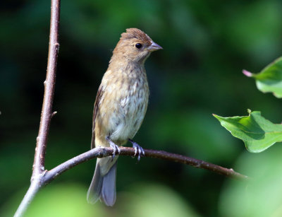 Indigo Bunting - Passerina cyanea