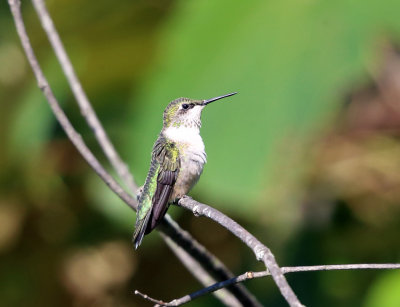 Ruby-throated Hummingbird - Archilochus colubris