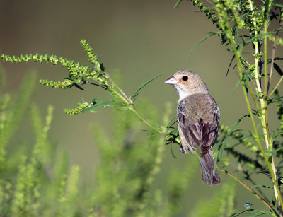 Indigo Bunting - Passerina cyanea