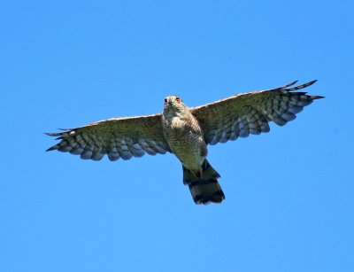 Coopers Hawk - Accipiter cooperii