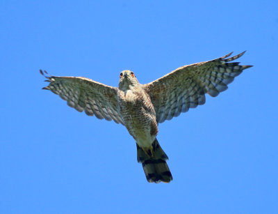 Coopers Hawk - Accipiter cooperii