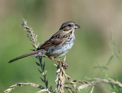 Song Sparrow - Melospiza melodia