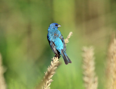 Indigo Bunting - Passerina cyanea